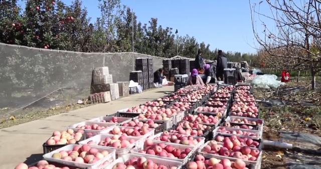 河北新闻网|昌黎县注重品牌创建 推动农业发展由量变转向质变