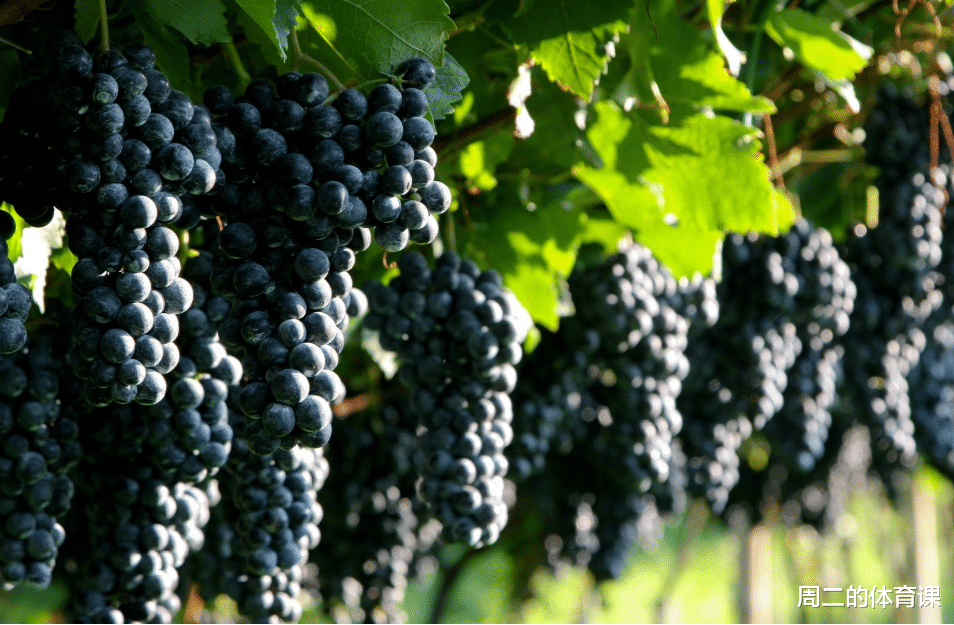 姚明|姚明4832万买下48亩田地，如今亏了还是赚了？无心插柳，柳成荫