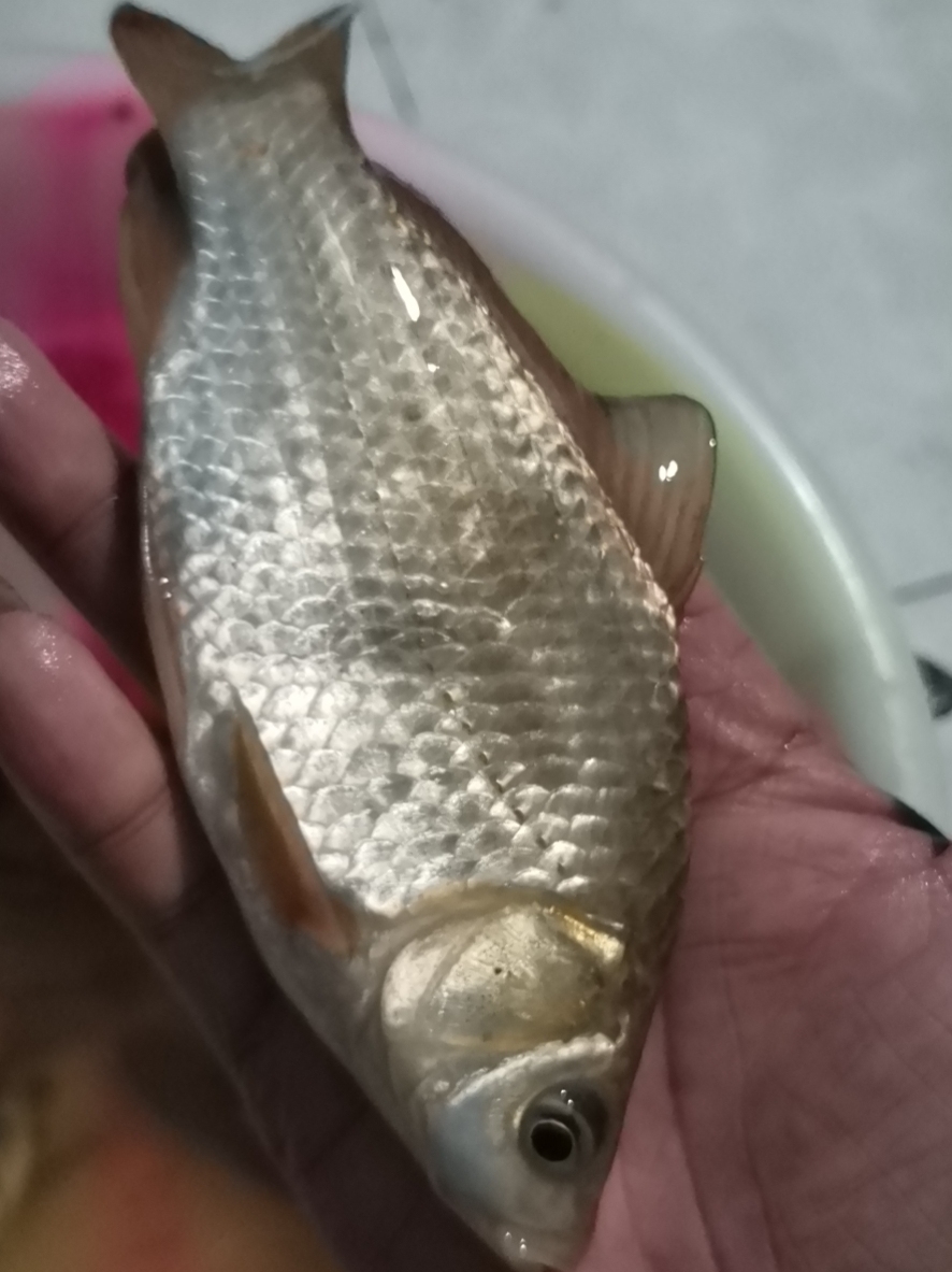 |野钓逆向思维，也许不起眼的地方，却带来不一样的体验！