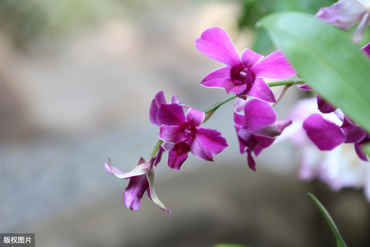 生肖▲表面斯文，吵架绝对吵不赢他们，背后还有另一张面孔的三大生肖