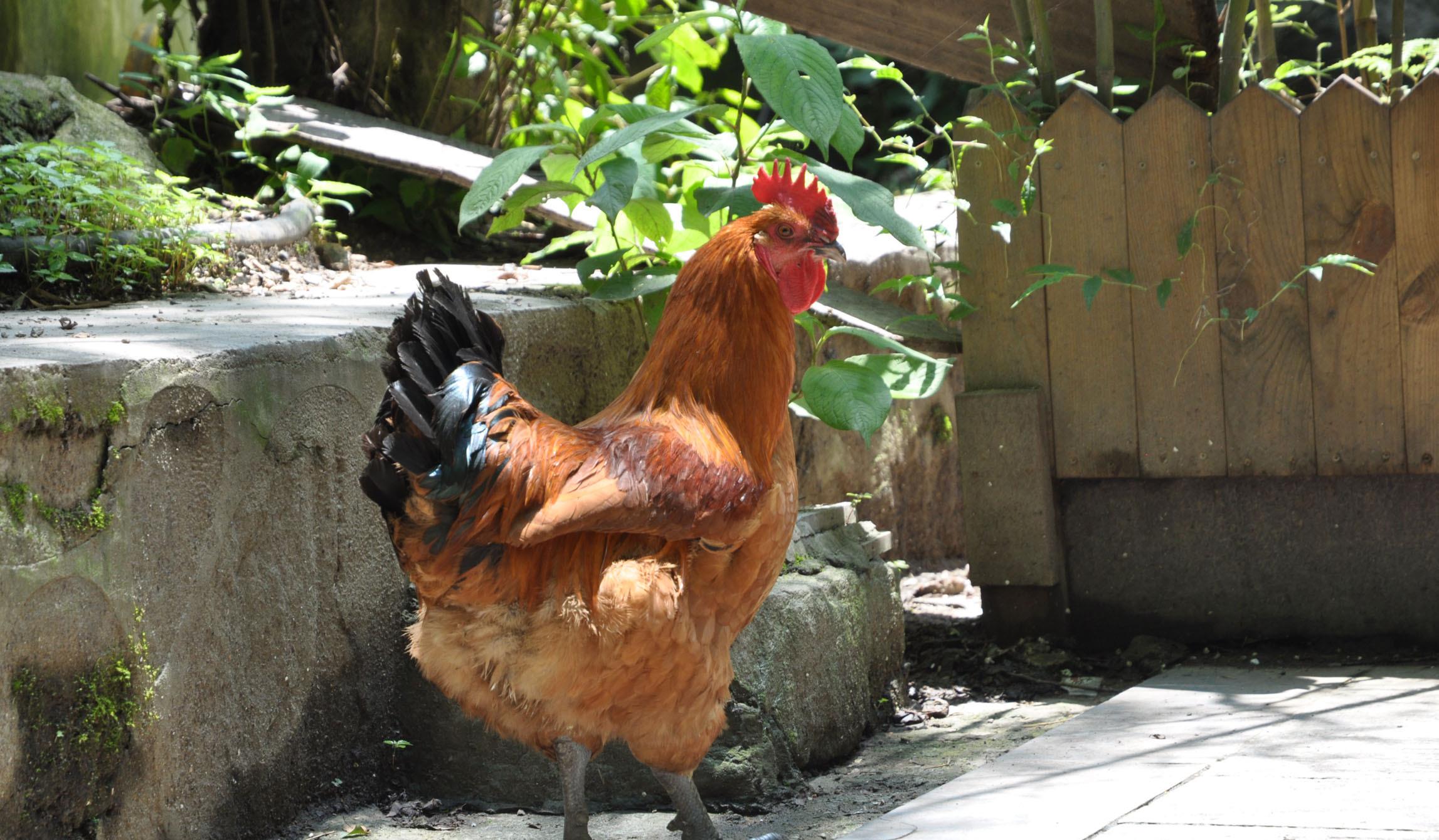 『』强调：鸡身上“最脏”的4器官，堪称“藏毒大户”，免费送也别要