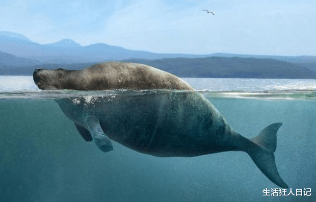 #基因#它把人类当好朋友，发现到灭绝仅27年，这种海中巨兽经历了什么？