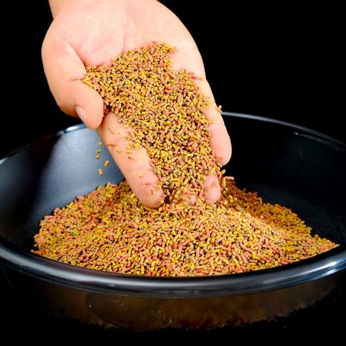 |鱼儿也需要一个安静的进食环境