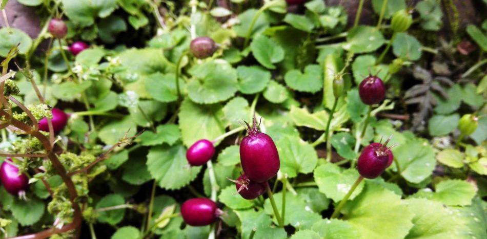 茄子|曾是儿时零食，却被误认为有毒，现烂一地没人要，网友：暴殄天物