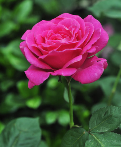 @未来15天贵人相助，4属相轻松得财，好运连绵不绝，前途不可限量