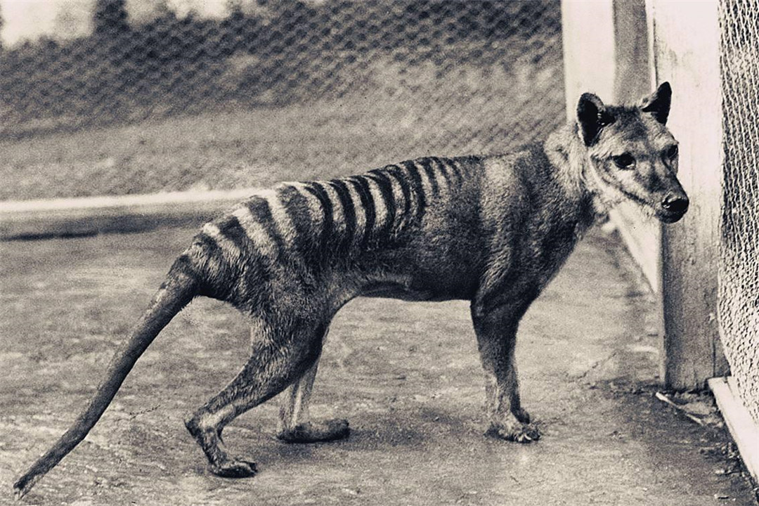 科学家|已灭绝的生物，84年后为何再次出现？难道地球生命是个轮回吗？