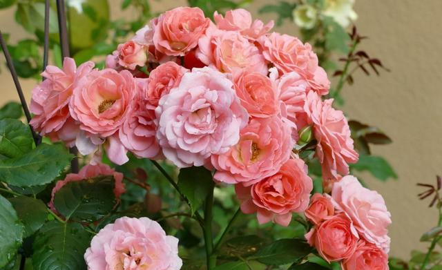 生肖|10月，良缘入命，爱情迎好运，脱单指日可待的四大生肖