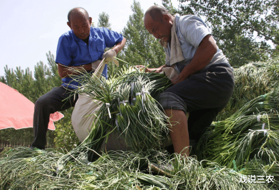 福建省：蒜薹遭遇“滑铁卢”，行情大幅下跌，4毛/斤堆成堆，老农如何是好？