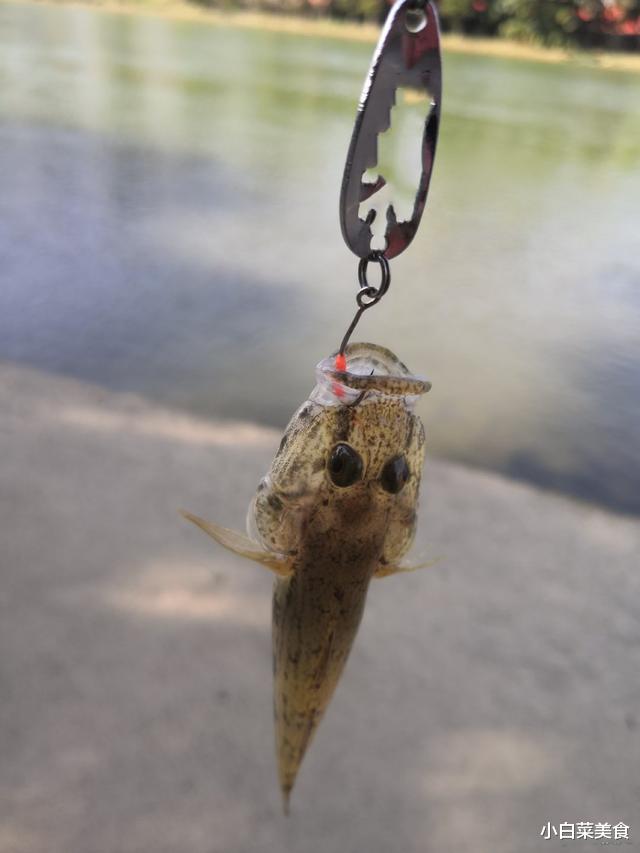 [西湖醋鱼]本是入侵物种，现在成了高档鱼类，常被杭州吃货做成“西湖醋鱼”