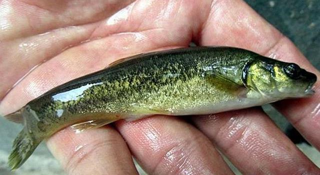 「」农村人爱吃的鱼,人称“奶包子”,35元一斤,人工养殖效益高