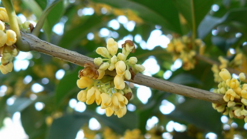 「生肖」7月,姻缘运高涨,桃花临门,邂逅真爱,一生鸾凤和鸣的四大生肖