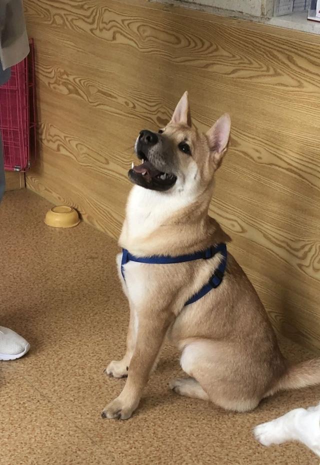 领养了一只假柴犬，但最后还是宠成了小可爱！