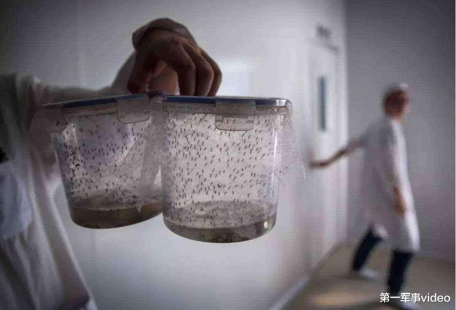 肺炎：医学专家开始担忧，美国计划释放变异蚊子，恐造成灾难
