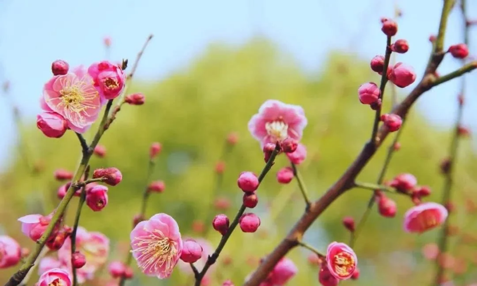 运势|明天起，“大财”、“大喜”临头，4大生肖下半年好日子躲不掉