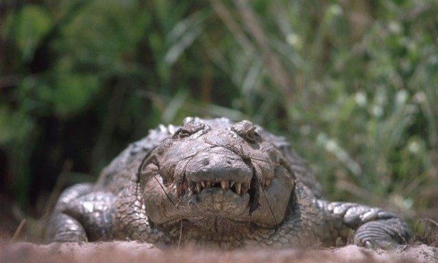 非洲：比野味还要危险的东西！世界上5只危险的动物