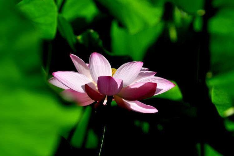 霉运|10月开始，运势爆棚，财路大开，日进斗金的4大生肖