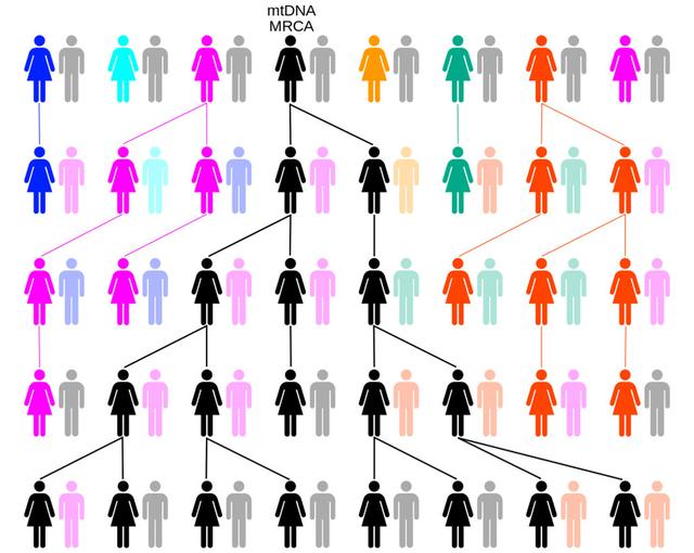 物理学家■黄种人、白种人与黑种人之间为什么没有生殖隔离？