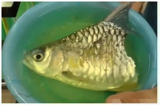 鱼只剩一半身体，人人都说必死无疑，小伙买回后不淡定了