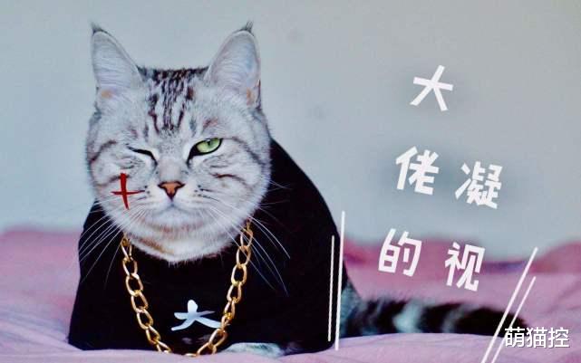 这些电影现身说法，猫咪才是电影界的顶级明星