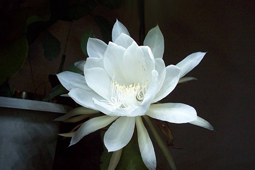 「巨蟹座」6月开始，好运连连，不缺钱花的三个星座