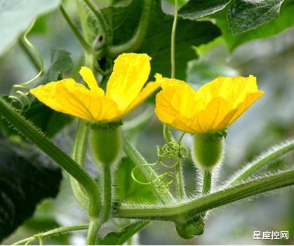 丰硕|哪几月出生的人，整个盛夏成果丰硕，7月财产大增，8月事业红火