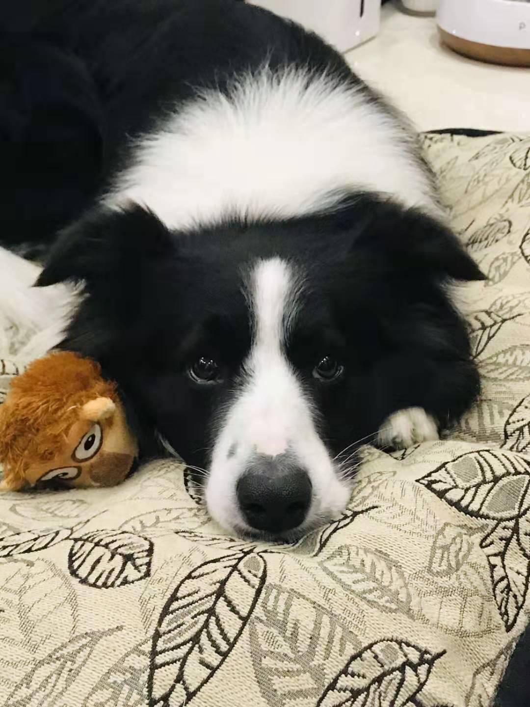 苏州一力苏州物流园寻找黑白公边牧