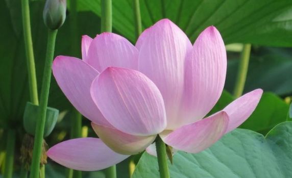 【生肖】最爱打扮的3种生肖女，不化妆不出门，还能吸引很多异性