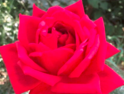 属牛|40岁以后最迷人的3生肖女，年龄越大气质越好，桃花不断