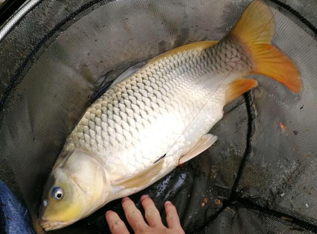鲤鱼|1.5号子线能钓20斤重鱼,而你连3斤鲤鱼都切线,为什么?