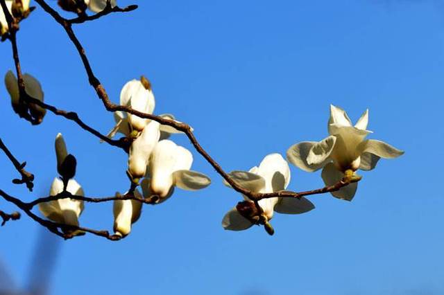 『生肖』未来5个月，财运爆棚，收入节节高升的3大生肖