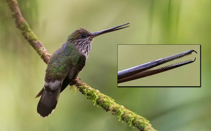 |18种动物事实会让您大吃一惊，因为您从不知道