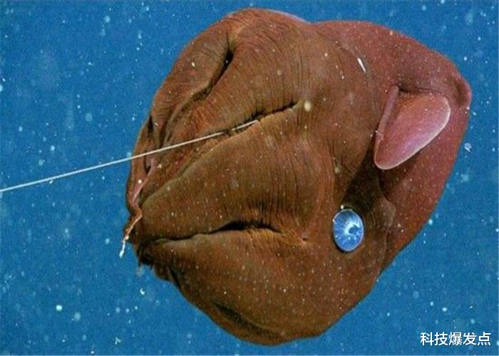 #科学家#10000米的海底传来不明声音，与“鬼叫”有几分相似，真相是什么？