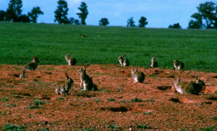 [轰炸机]为何澳洲宁愿用战斗机对付100亿只兔子，也不愿吃它？当地人：吃不得