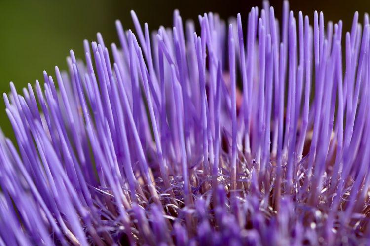 生肖|未来10天，桃花泛滥的四大生肖，收获爱情，找到相伴一生的人！