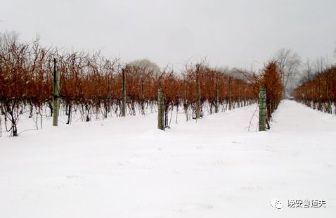 葡萄园：冰酒二三事