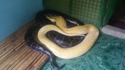 蟒蛇|人类能不能用匕首在蟒蛇肚子里自救？