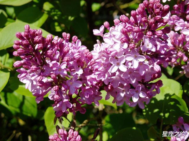 「双鱼座」在6月中旬，迈过坎坷，积极主动，好运驾到的三大星座