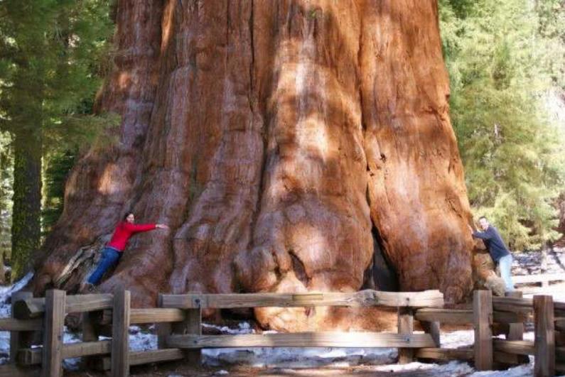 恐龙▲从恐龙时代活到现在，亥伯龙神用了2.4亿年，长到115米高