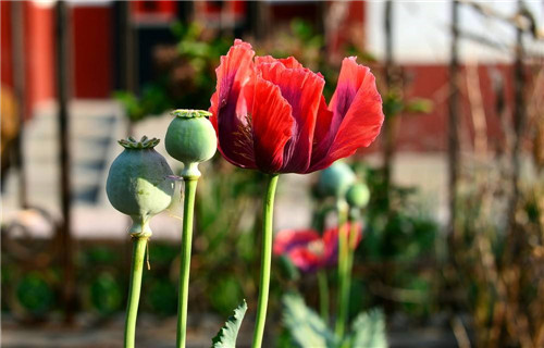 罂粟|史上最臭名昭著的三大发明：本应造福人类，结果成了“杀人工具”