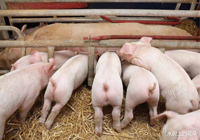 「猪肉」6月15日猪价：上涨拦不住！端午将至，猪肉何时才能降到15元？