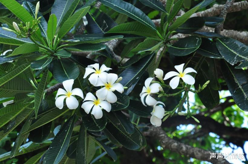 『生肖』下个月，前缘来袭，旧爱锐不可挡，情深义重破镜重圆的四大生肖