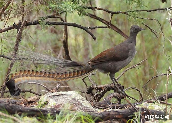 『』是蛇还是鸟?大爷发现“诡异生物”,看清真面目后惊慌失措!