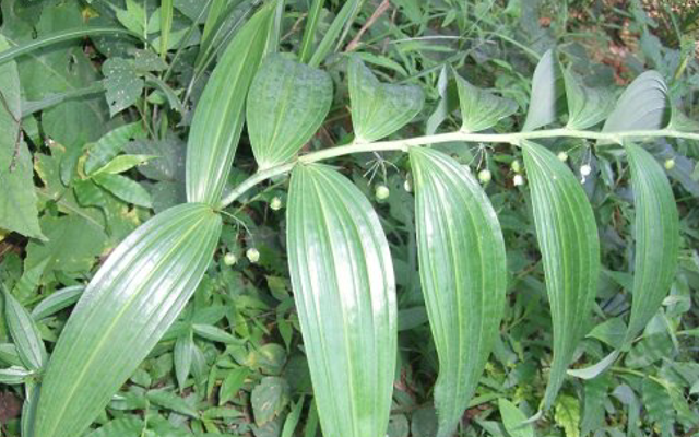 黄精|它被誉为“仙人余粮”,见到请尽量移植,因为经济价值极高