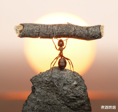 如果蚂蚁突然灭绝,地球会怎样?原来蚂蚁为我们做了那么多