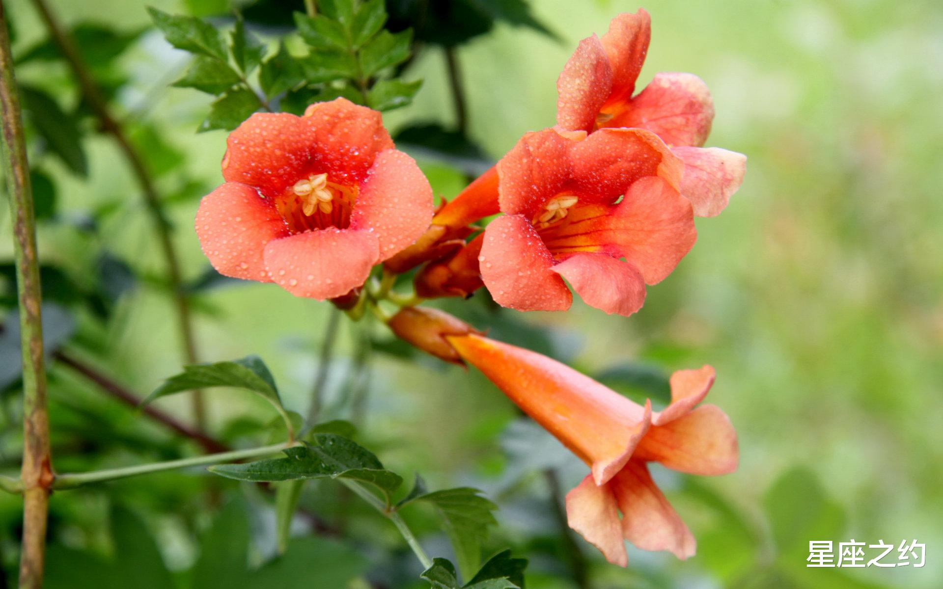 生肖|11月11日星座运势：乘胜追击，再创辉煌的四大星座