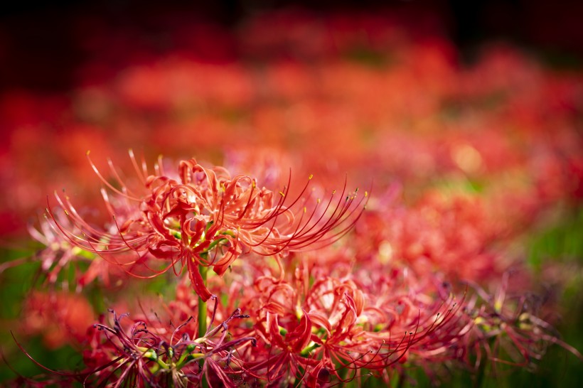 生肖▲6月下旬，好姻缘傍身，天喜星动桃花满满，将坠入情网的四大生肖