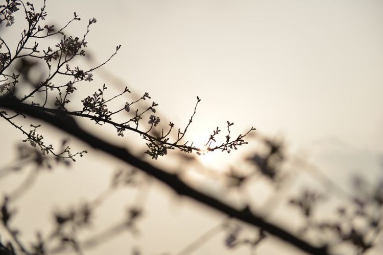 #生肖#这四个生肖最可怜，老了孤苦伶仃，一人做伴