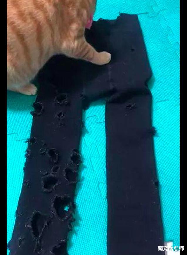 网友想找裤子出来穿，却发现已被猫咪挠的都是破洞，猫：时尚不？
