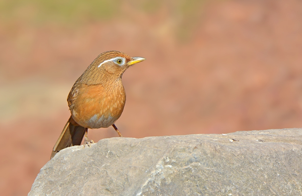 鸟儿不洗澡怎么办？