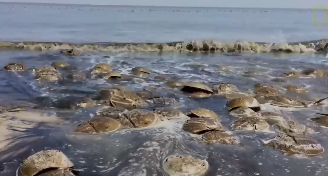 「蝎子」史前生活在海里的蝎子,长相十分怪异
